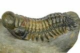 Crotalocephalina Trilobite With Hypostome - Atchana, Morocco #372400-1